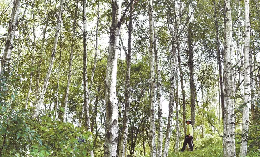 세월이 빚어낸 자작나무숲 7080추억 박제한 교실‘아련’