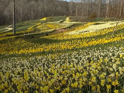 2,000만 송이 수선화에 4만 송이 튤립도