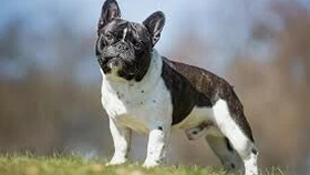 '길 잃은 예븐 강아지' 함부로 데려가면 절도