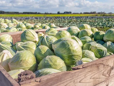양배추의 재발견…‘소박한 채소’에서 건강 식탁의 중심으로