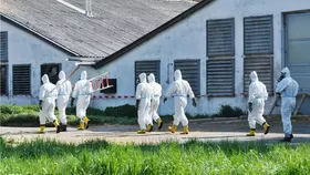 조지아서 또 조류독감…올 네번째