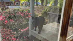 마리에타 주택가에 흑곰 출현...공포 확산