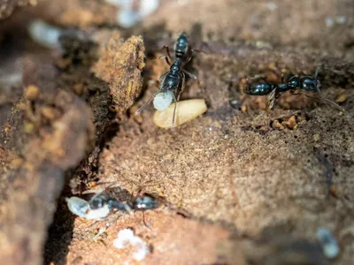 물리면 죽을 수도…’아시안 침 개미’ 주의보