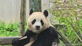 애틀랜타 동물원, 새로운 판다 한 쌍 온다